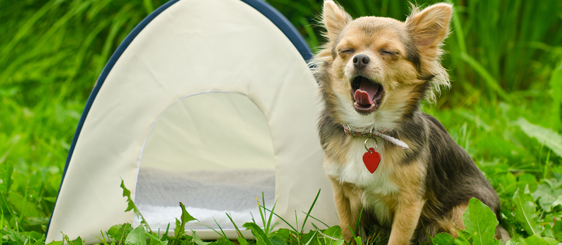 10-best-dog-tents