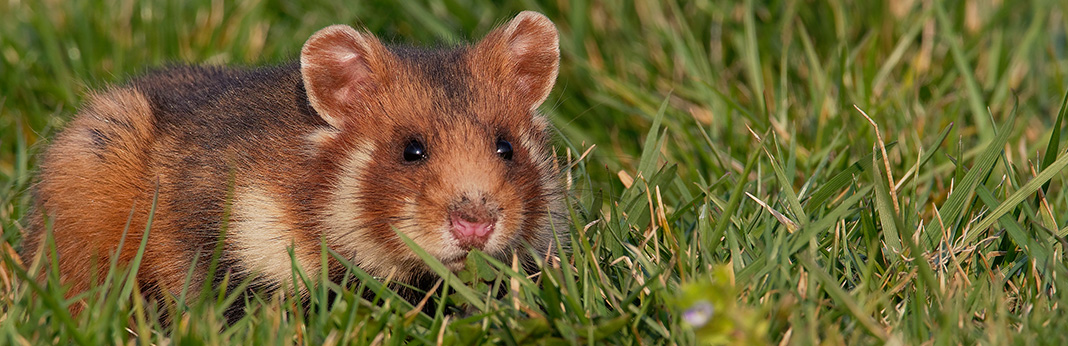 10-Things-You-Can-Do-to-Find-a-Lost-Hamster