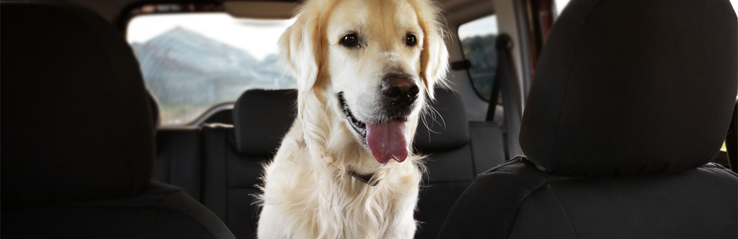 10-tips-for-dog-safety-in-hot-cars