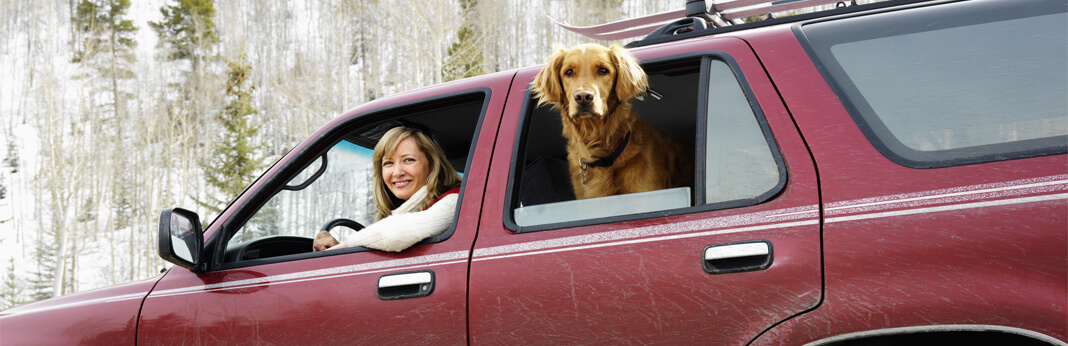 10-tips-for-taking-a-road-trip-with-your-dog