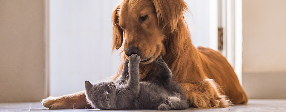 25-Cat-Breeds-That-Get-along-with-Dogs