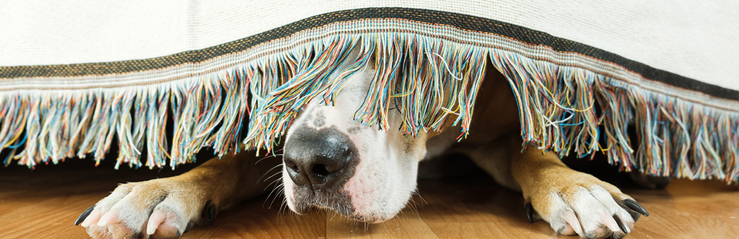 5-reasons-why-your-dog-is-hiding