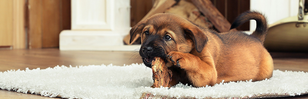 5-Things-Your-Puppy-Cant-Live-Without
