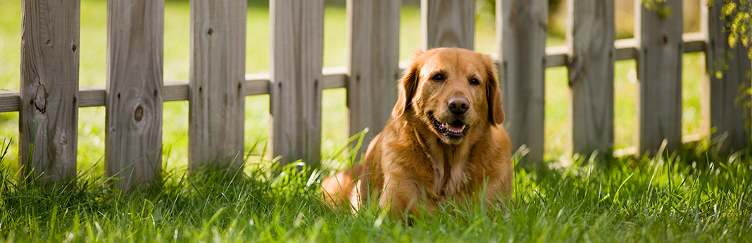 5 Ways to Dog Proof Your Fence