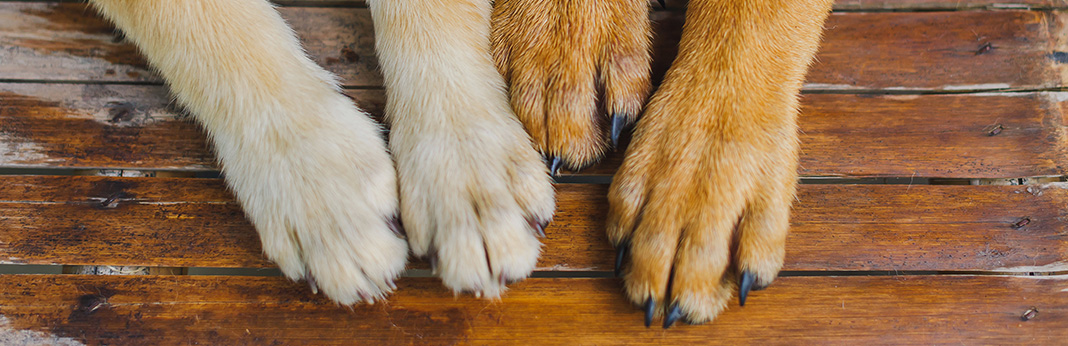 5-Ways-to-Stop-Your-Dog’s-Nail-From-Bleeding