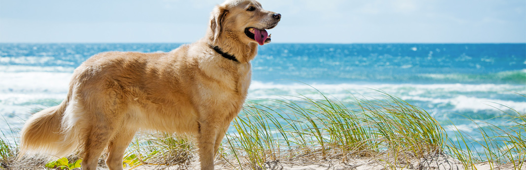 8-tips-to-keep-your-dog-cool-this-summer