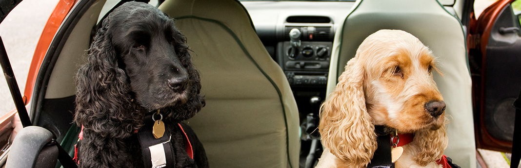 8-Ways-To-Get-Dog-Hair-Out-Of-Your-Car