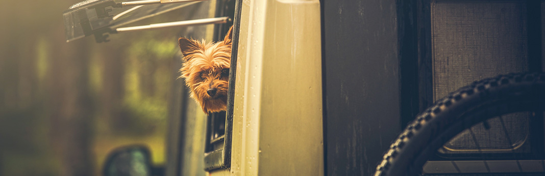A-Beginner’s-Guide-to-RVing-with-Dogs