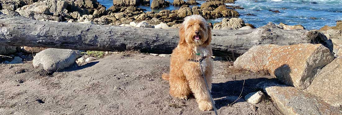 A Breed Not to Be Sniffed At – But are Goldendoodles Hypoallergenic