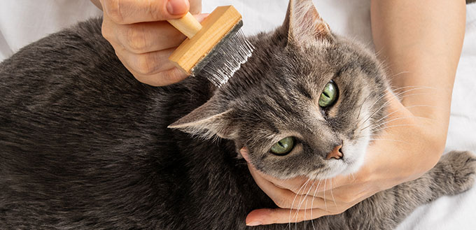 A woman combs her gray cat. The cat is happy