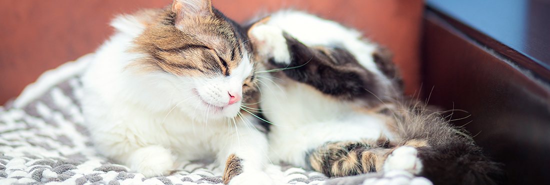 Allergies In Cats: Information, Causes, And Treatments