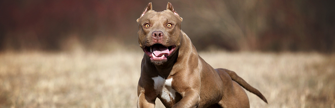 American-Pit-Bull-Terrier-Breed-Information,-Characteristics,-and-Facts