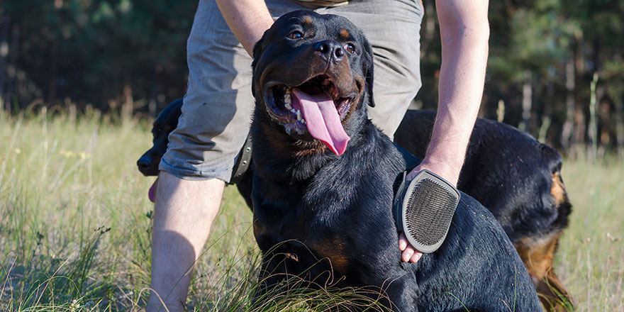 An adult man is combing and massaging a Rottweiler dog with a special mitten. 