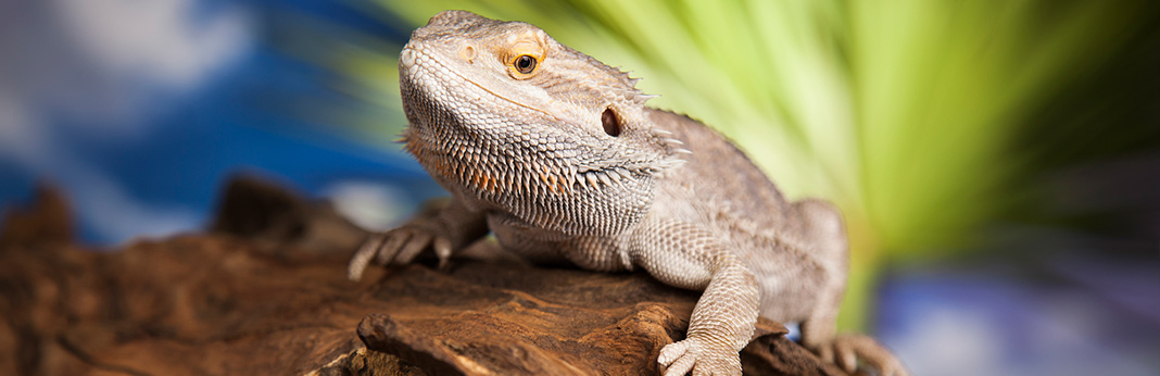 bearded-dragon-complete-care-guide-and-introduction