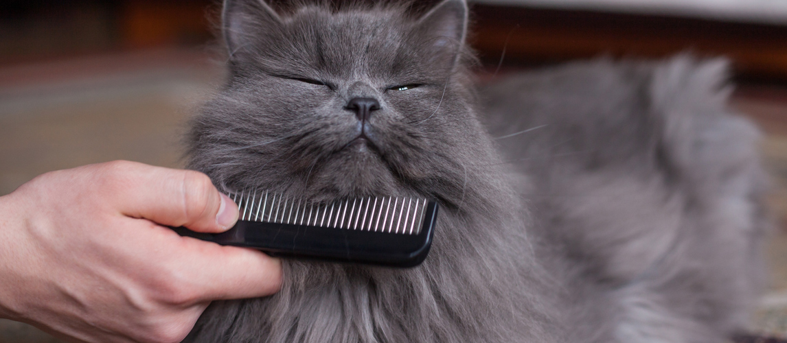 beat-flea-comb-for-cats