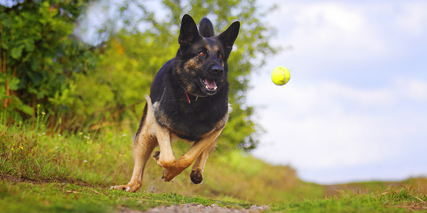 beautiful action and playful dog of the breed German Shepherd runs and flies behind the ball on a green meadow with blue sky in summer