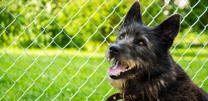 beautiful portrait of a shaggy black dog in a collar with an open mouth on a green background with a mesh fenc