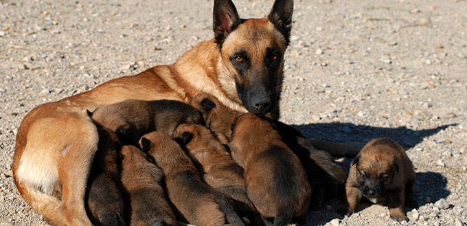 Belgian shepherd and puppies