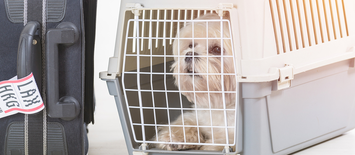 Best-Airline-Approved-Pet-Carrier