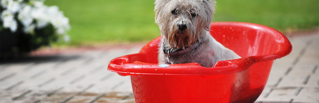 best-bath-tub-for-dogs