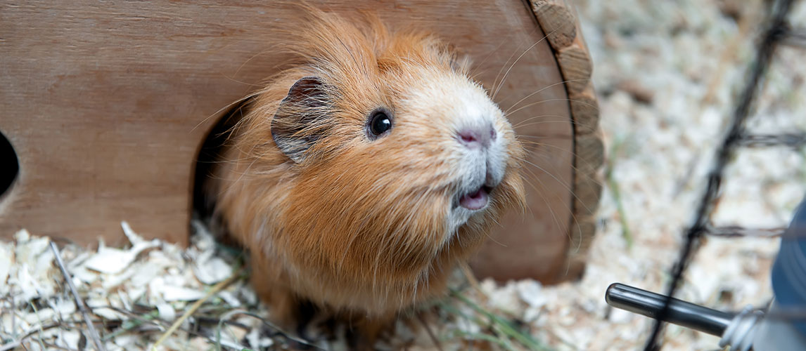 Best-Bedding-for-Guinea-Pigs