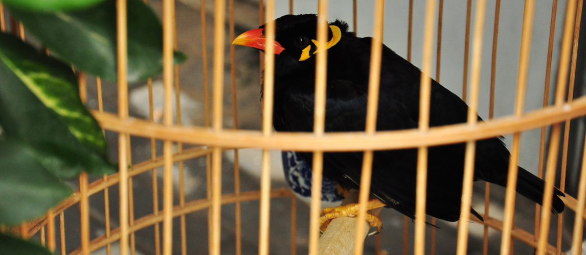 best-bird-cage