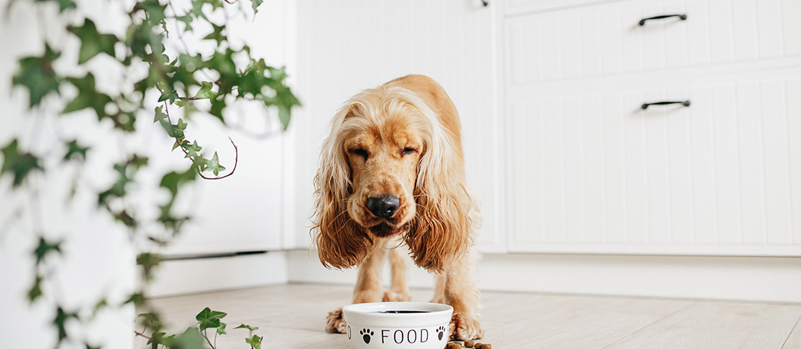 Best-Bone-Broth-for-Dogs