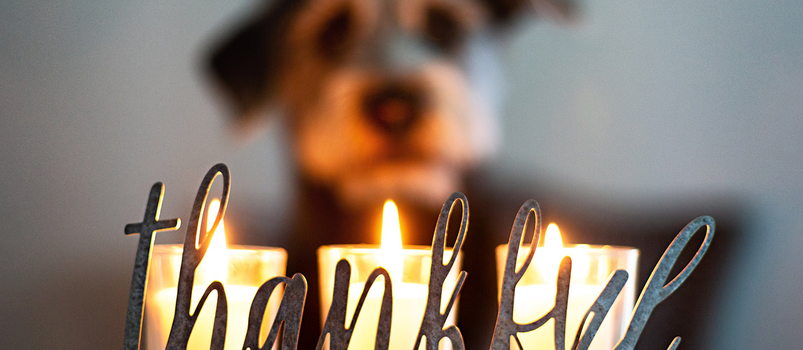 Best-Candles-for-Pet-Odor