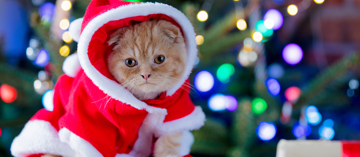 best-cat-christmas-costumes