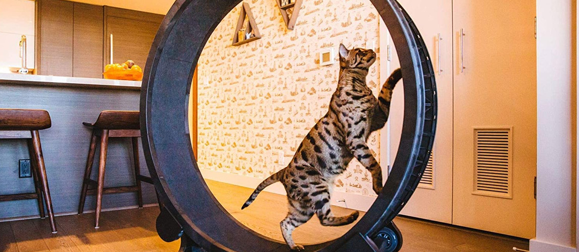 Best-Cat-Exercise-Wheel