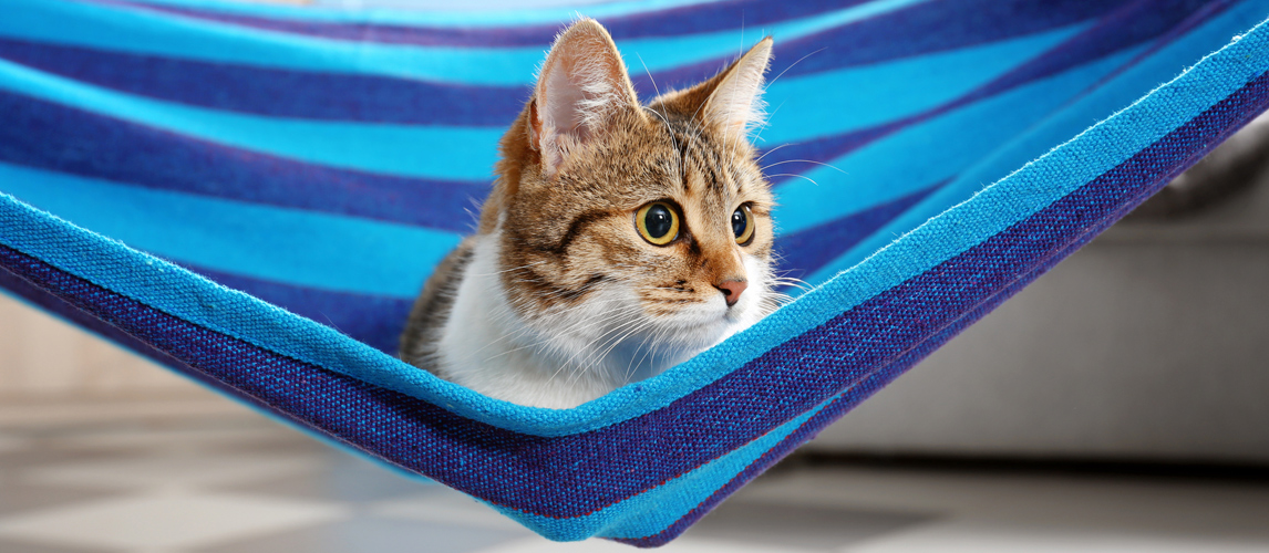 best-cat-hammock