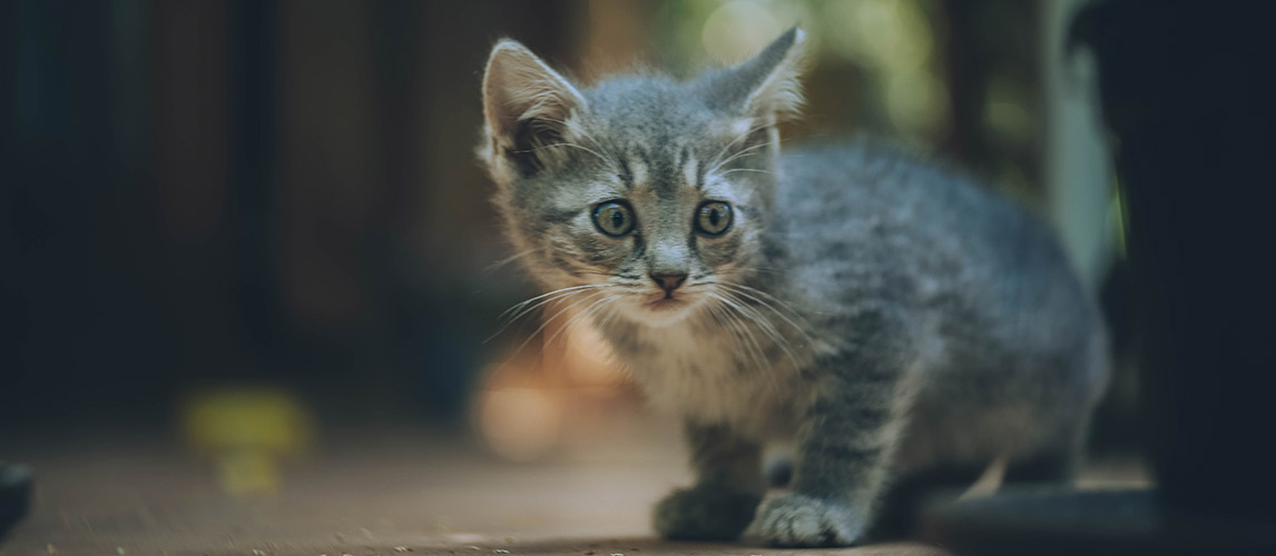 Best-Cat-Litter-For-Kittens