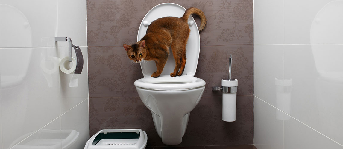 Best-Cat-Toilet-Training-Kit