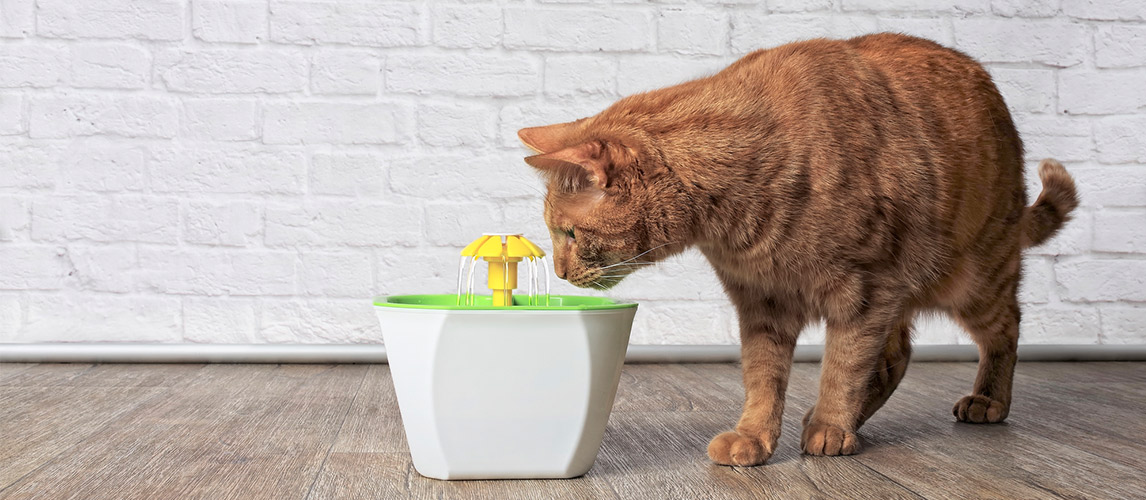 Best-Cat-Water-Fountains