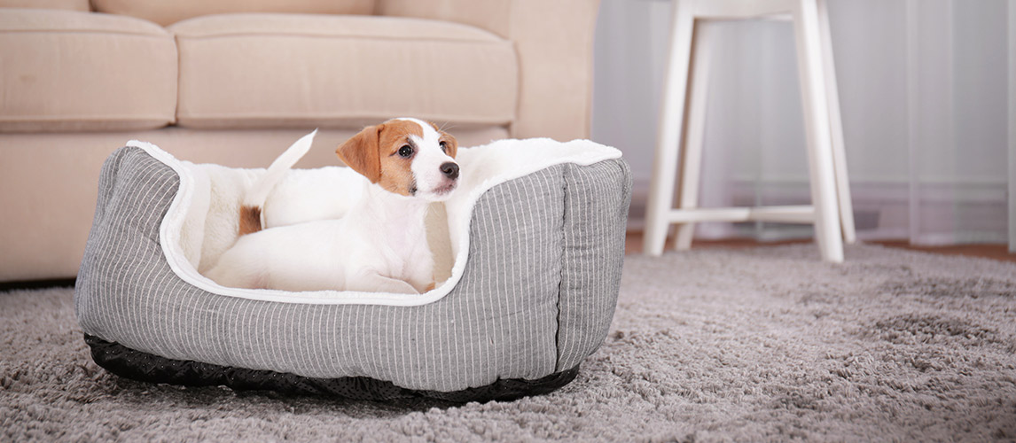 Best-Dog-Beds-for-Small-Dogs