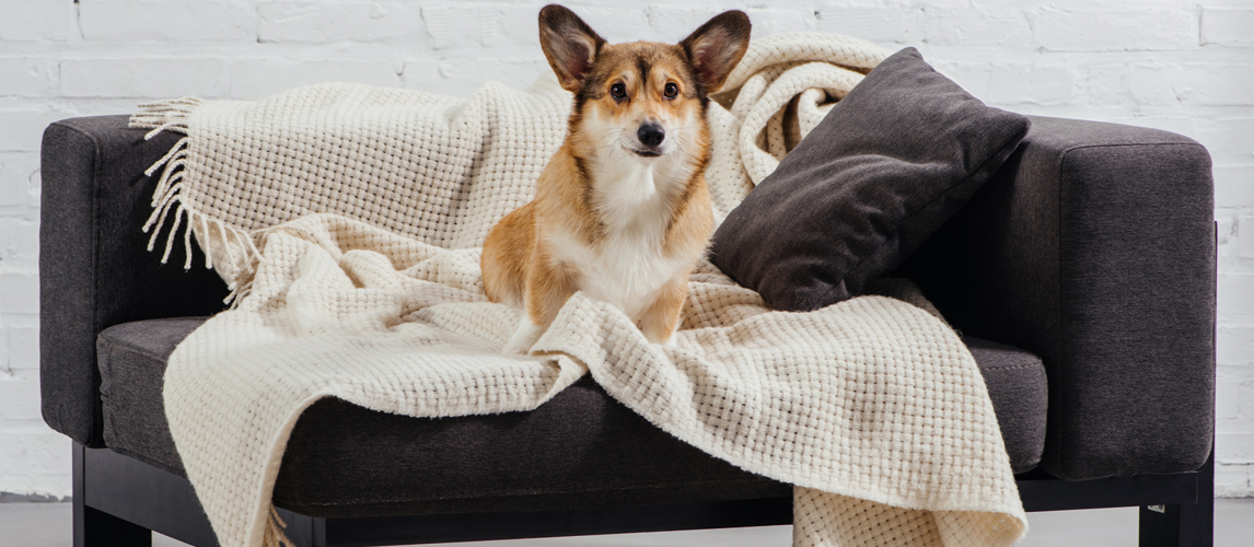 best-dog-blanket