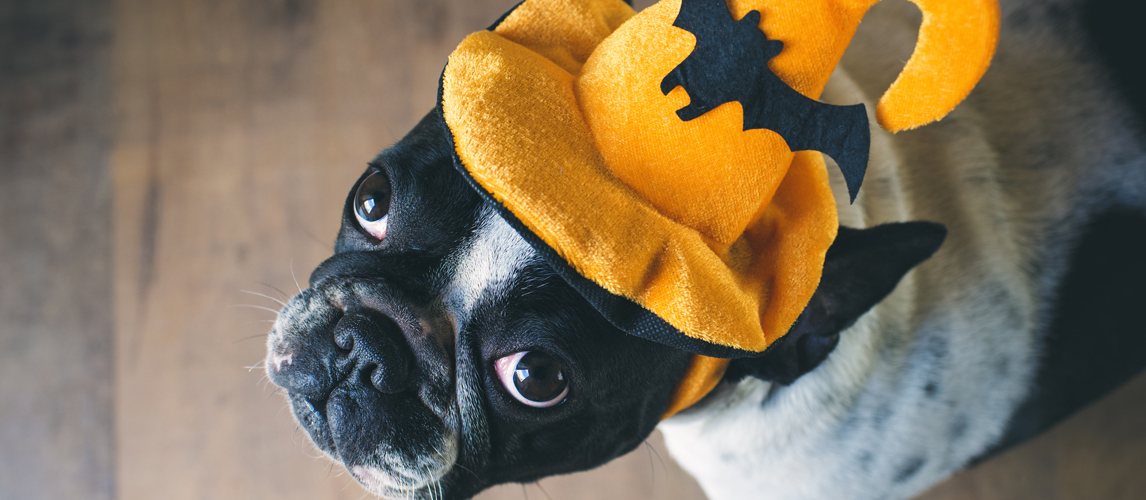 best-dog-costume-for-halloween