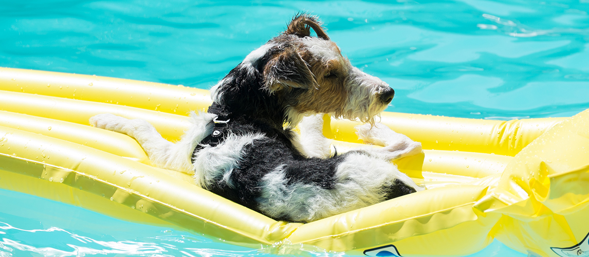 Best-Dog-Floats-For-Pool
