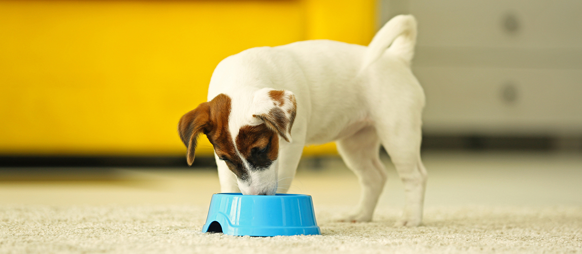 Best-Dog-Food-for-Jack-Russell