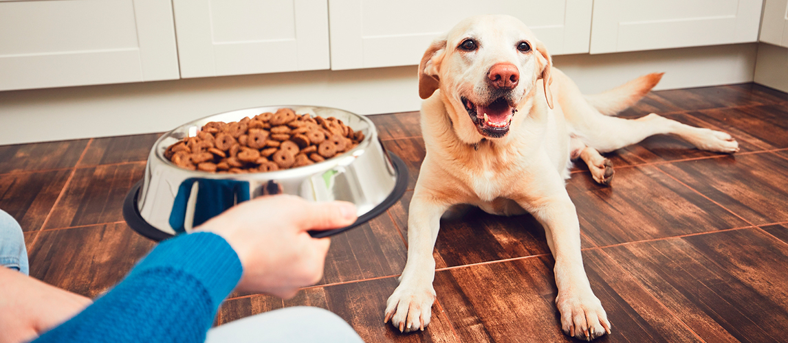 best-dog-food-for-picky-eaters