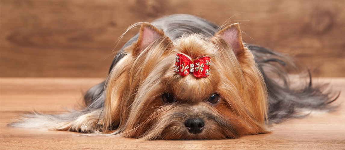 best-dog-hair-bow