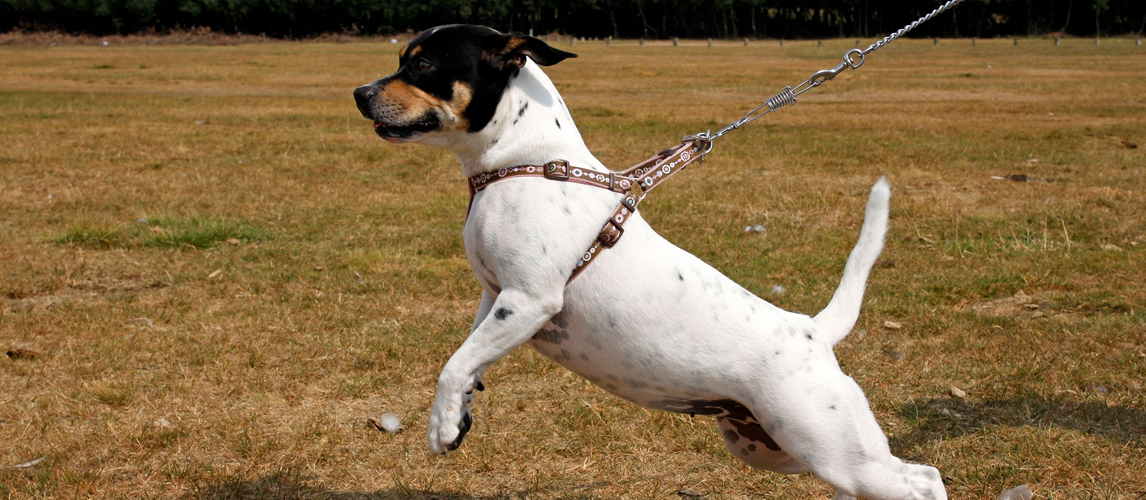 best-dog-harness
