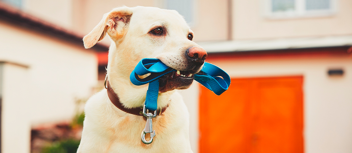 best-dog-leashes