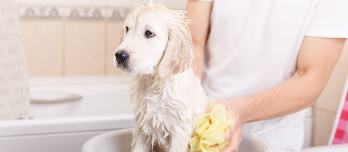 best-dog-medicated-shampoo