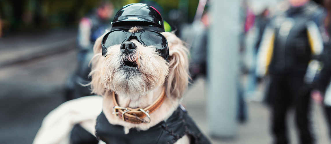 best-dog-motorcycle-helmet