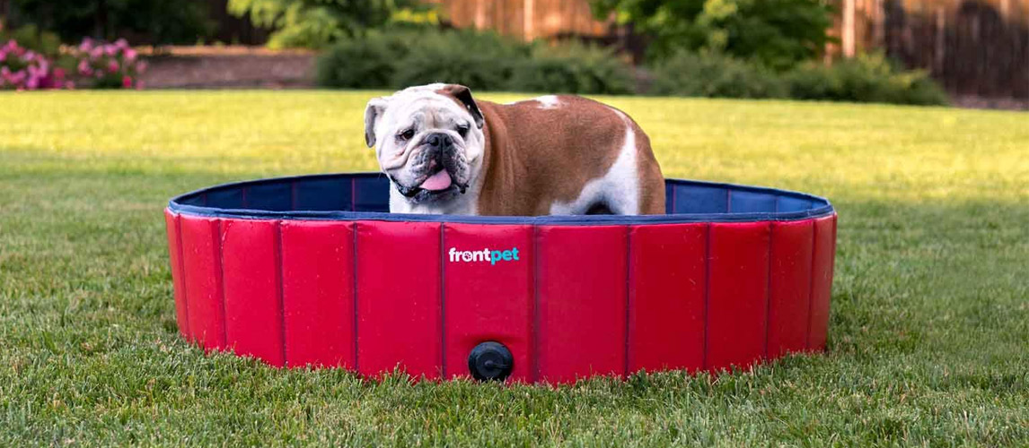 Best-Dog-Pool