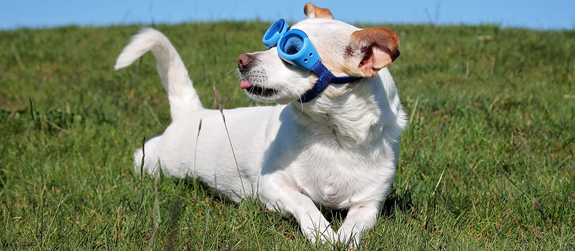Best-Dog-Sunglasses-and-Goggles