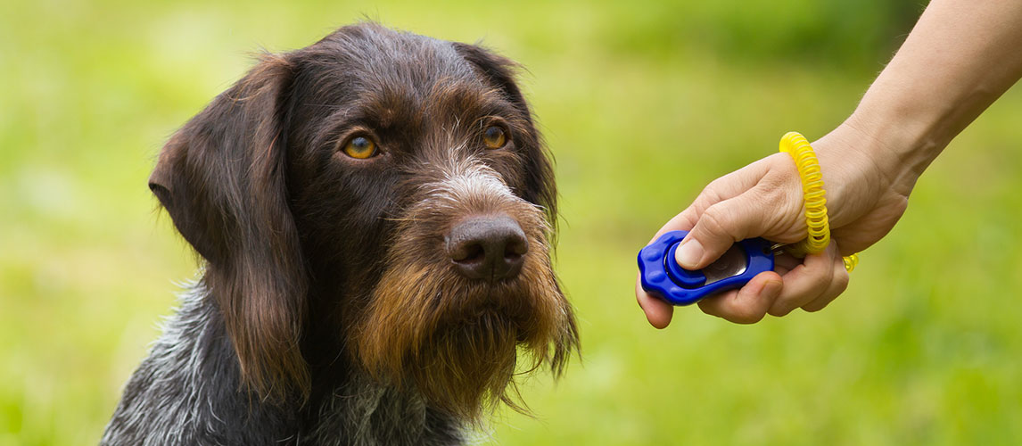 Best-Dog-Training-Clickers