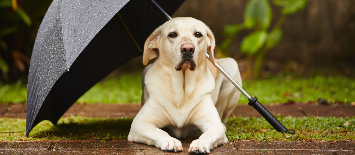 best-dog-umbrella