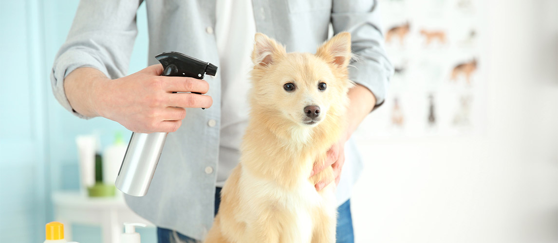 Best-Dry-Shampoo-For-Dogs